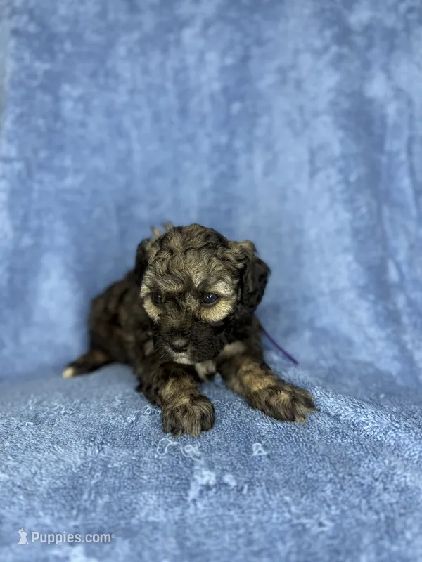 Hazel – Poodle - Toy  puppy for sale in Dalton, GA
