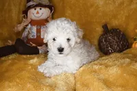 Russet, a male Poodle - Miniature  for sale in Dalton, GA – 7 of 9