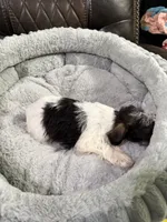 Sampson , a male Miniature Schnauzer for sale in Dalton, GA – 3 of 6