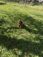 Copper, a female Poodle - Miniature  for sale in Dalton, GA – 4 of 4