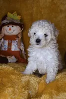 Russet, a male Poodle - Miniature  for sale in Dalton, GA – 4 of 9
