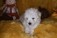 Russet, a male Poodle - Miniature  for sale in Dalton, GA – 5 of 9