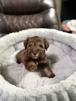 Brownie, a male Miniature Schnauzer for sale in Dalton, GA – 3 of 7