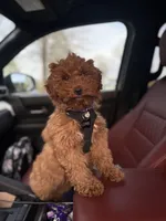 Copper, a female Poodle - Miniature  for sale in Dalton, GA – 2 of 4