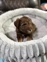 Brownie, a male Miniature Schnauzer for sale in Dalton, GA – 4 of 7