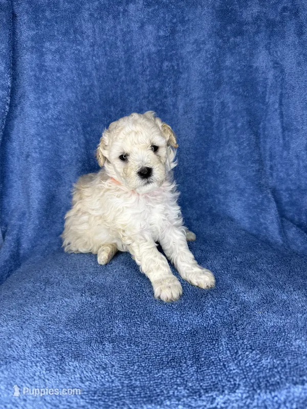 Russet – Poodle - Toy  puppy for sale in Dalton, GA