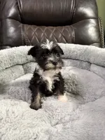 Bingo, a male Miniature Schnauzer for sale in Dalton, GA – 4 of 7