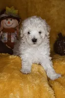 Russet, a male Poodle - Miniature  for sale in Dalton, GA – 6 of 9