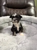 Bingo, a male Miniature Schnauzer for sale in Dalton, GA – 7 of 7