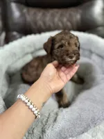 Brownie, a male Miniature Schnauzer for sale in Dalton, GA – 1 of 7