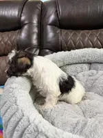 Sampson , a male Miniature Schnauzer for sale in Dalton, GA – 5 of 6