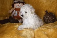 Russet, a male Poodle - Miniature  for sale in Dalton, GA – 9 of 9