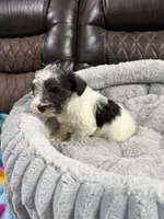 Sampson , a male Miniature Schnauzer for sale in Dalton, GA – 4 of 6