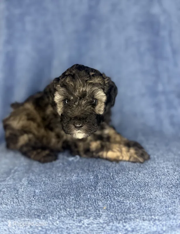 Hershey – Poodle - Toy  puppy for sale in Dalton, GA