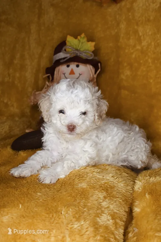 Pumpkin – Poodle - Toy  puppy for sale in Dalton, GA