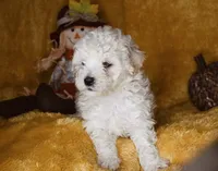 Russet, a male Poodle - Miniature  for sale in Dalton, GA – 3 of 9
