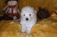 Russet, a male Poodle - Miniature  for sale in Dalton, GA – 8 of 9
