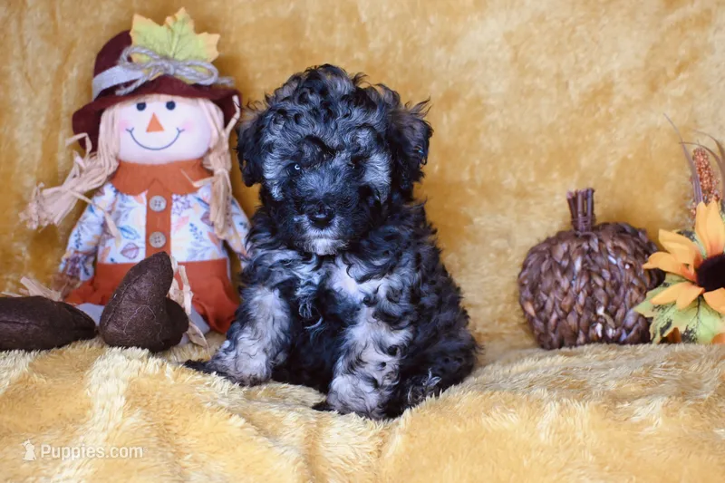 Hershey – Poodle - Toy  puppy for sale in Dalton, GA