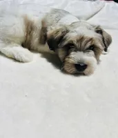 Max, a male Miniature Schnauzer for sale in Dalton, GA – 4 of 8