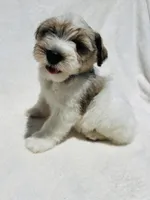 Max, a male Miniature Schnauzer for sale in Dalton, GA – 7 of 8
