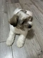 Max, a male Miniature Schnauzer for sale in Dalton, GA – 5 of 8