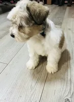 Max, a male Miniature Schnauzer for sale in Dalton, GA – 3 of 8