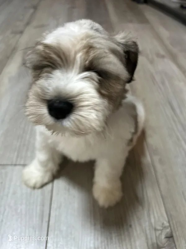 Max – Miniature Schnauzer puppy for sale in Dalton, GA