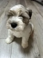 Max, a male Miniature Schnauzer for sale in Dalton, GA – 1 of 8