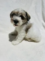 Max, a male Miniature Schnauzer for sale in Dalton, GA – 6 of 8