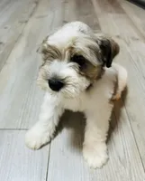 Max, a male Miniature Schnauzer for sale in Dalton, GA – 2 of 8