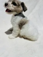 Max, a male Miniature Schnauzer for sale in Dalton, GA – 8 of 8
