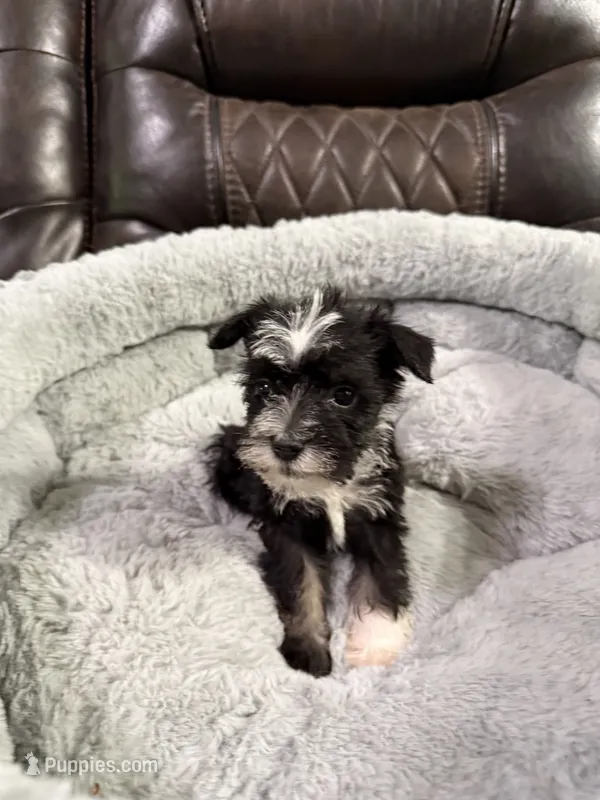 Bingo, a male Miniature Schnauzer for sale in Dalton, GA – 1 of 7