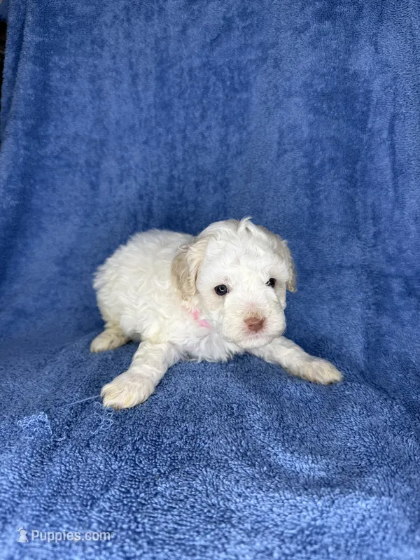 Pumpkin – Poodle - Toy  puppy for sale in Dalton, GA