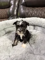 Bingo, a male Miniature Schnauzer for sale in Dalton, GA – 5 of 7