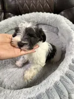 Sampson , a male Miniature Schnauzer for sale in Dalton, GA – 2 of 6