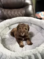 Brownie, a male Miniature Schnauzer for sale in Dalton, GA – 2 of 7