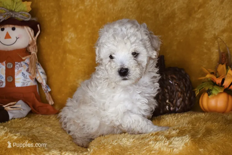 Russet – Poodle - Miniature  puppy for sale in Dalton, GA