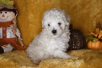 Russet, a male Poodle - Miniature  for sale in Dalton, GA – 1 of 9