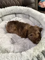 Brownie, a male Miniature Schnauzer for sale in Dalton, GA – 7 of 7