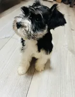Rio, a male Miniature Schnauzer for sale in Dalton, GA – 2 of 6