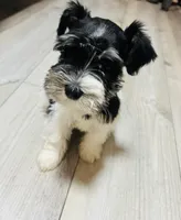 Rio, a male Miniature Schnauzer for sale in Dalton, GA – 1 of 6