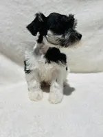 Rio, a male Miniature Schnauzer for sale in Dalton, GA – 4 of 6