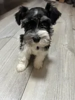 Rio, a male Miniature Schnauzer for sale in Dalton, GA – 3 of 6