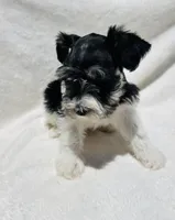 Rio, a male Miniature Schnauzer for sale in Dalton, GA – 6 of 6