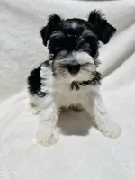 Rio, a male Miniature Schnauzer for sale in Dalton, GA – 5 of 6