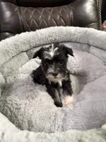 Bingo, a male Miniature Schnauzer for sale in Dalton, GA – 3 of 7