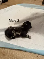 M2, a male French Bulldog and Labrador Retriever for sale in Versailles, KY – 8 of 10
