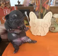 Blue, a female French Bulldog for sale in Versailles, KY – 7 of 10