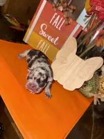 Female Merle, a female French Bulldog for sale in Versailles, KY – 2 of 10