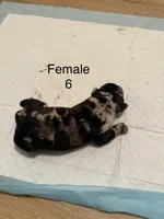 F6, a female French Bulldog and Labrador Retriever for sale in Versailles, KY – 6 of 7